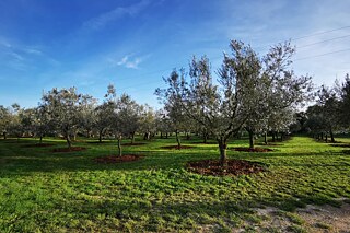 Eine grüne Wiese mit mehreren Olivenbäumen. Blauer Himmel.
