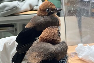 Zwei kleine Vögel mit braunem Gefieder sitzen auf einer Hand. Ein Vogel ist mit dem Rücken zur Kamera, der andere seitlich. Im Hintergrund sind Kisten zu sehen.