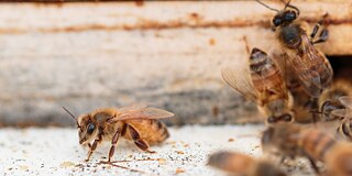 Bienen vor einem Bienenstock