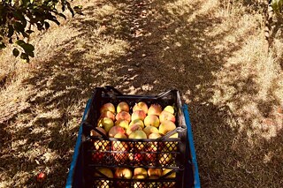 Zu sehen ist eine Apfel voller gelb-roter Äpfel zwischen zwei Reihen mit Apfelbäumen.