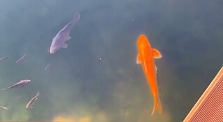 Teich mit einem orangefarbenen Karpfen und anderen Fischen